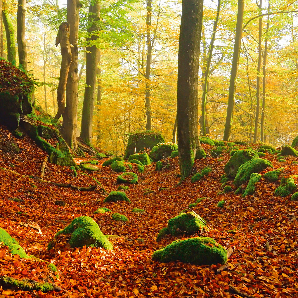 Weitere Ansicht: Deep Forest 2027