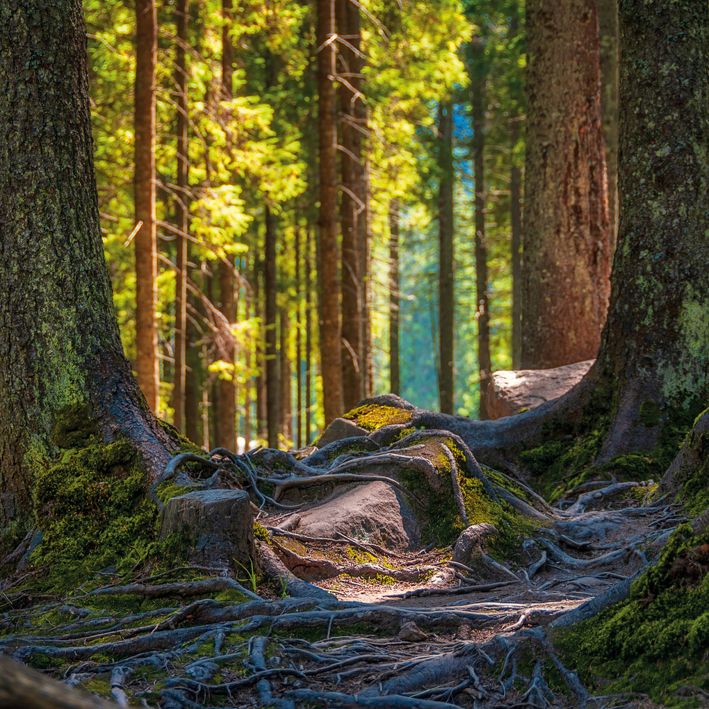 Weitere Ansicht: Deep Forest 2027