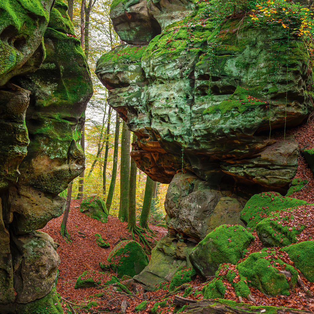 Weitere Ansicht: Deep Forest 2027