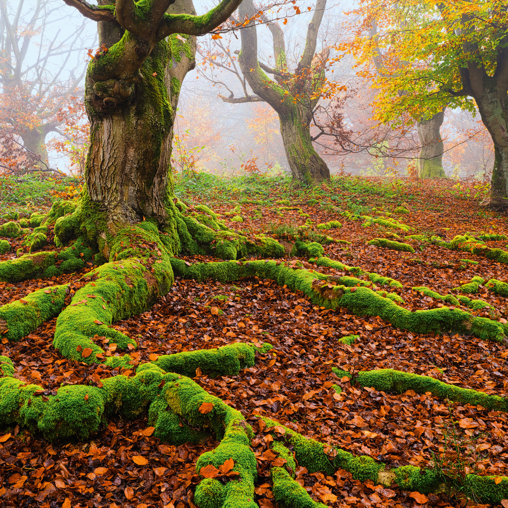 Weitere Ansicht: Deep Forest 2027