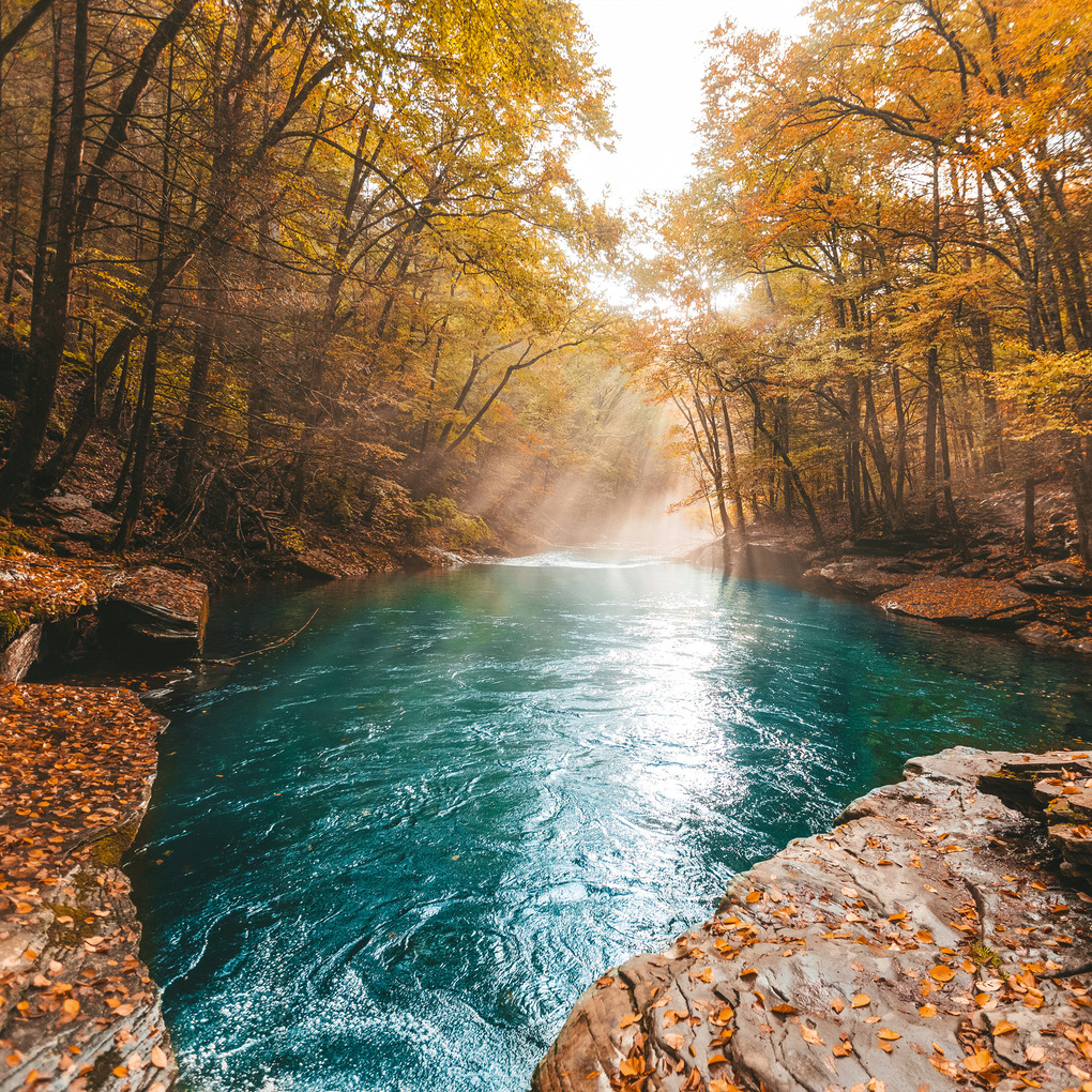Weitere Ansicht: Deep Forest 2027