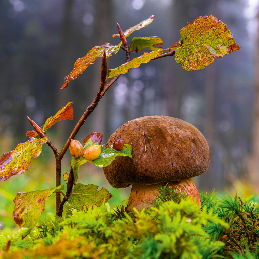 Weitere Ansicht: Deep Forest 2027