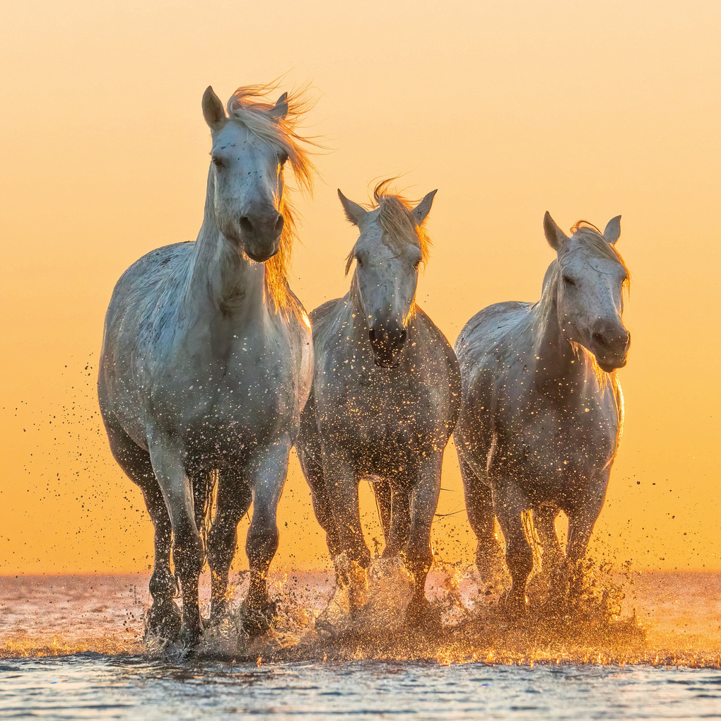 Weitere Ansicht: Magic Horses 2027