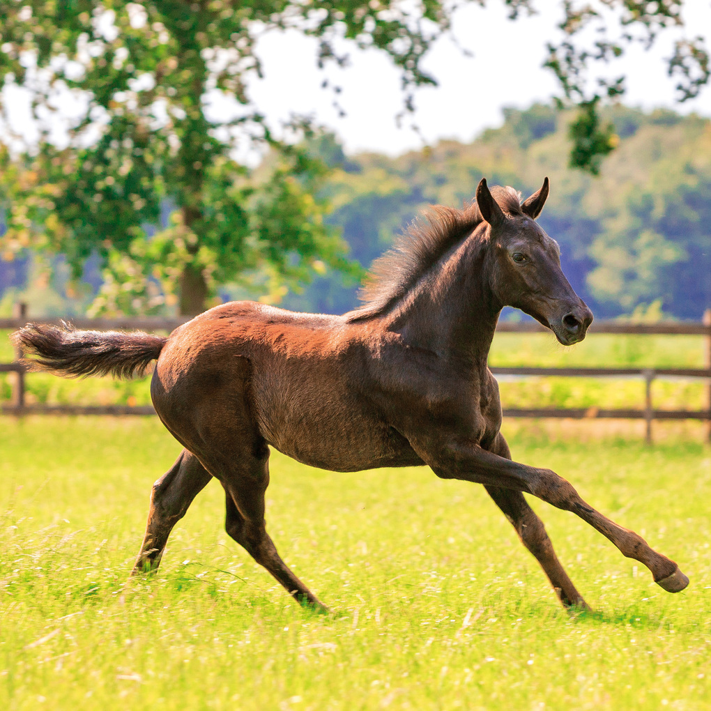 Weitere Ansicht: Magic Horses 2027