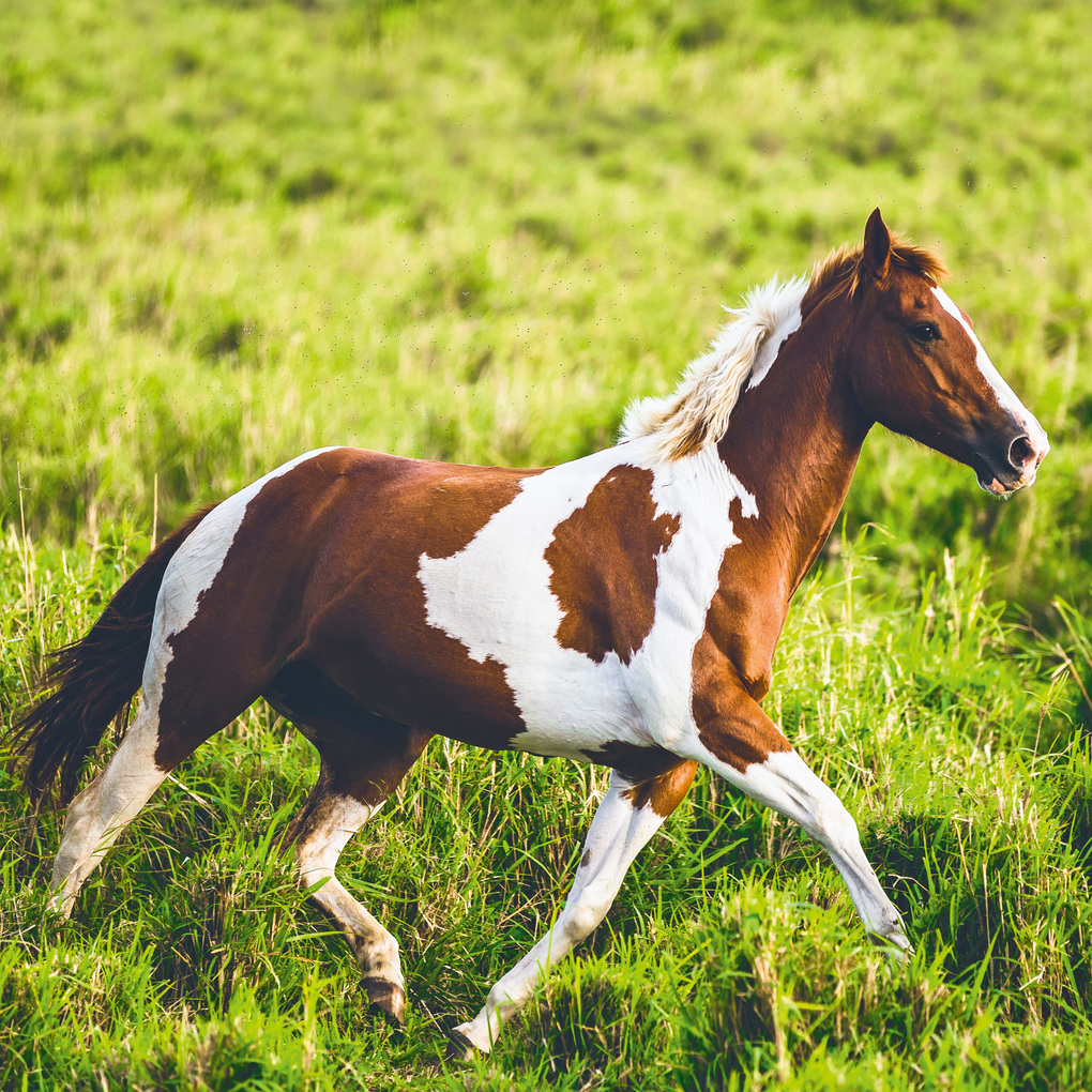 Weitere Ansicht: Magic Horses 2027