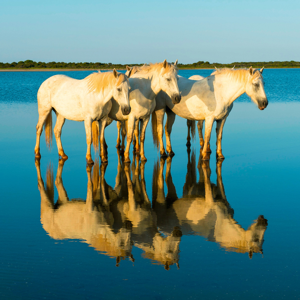 Weitere Ansicht: Magic Horses 2027