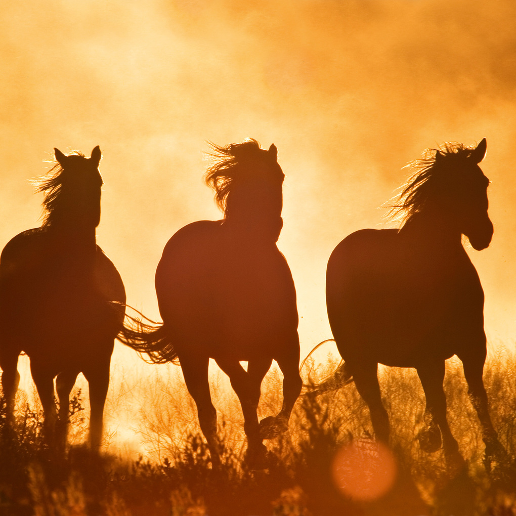 Weitere Ansicht: Magic Horses 2027