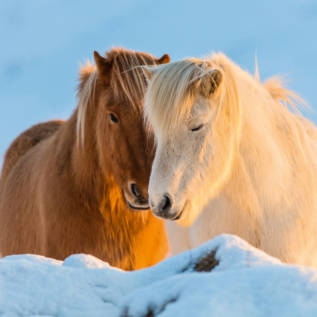 Weitere Ansicht: Magic Horses 2027