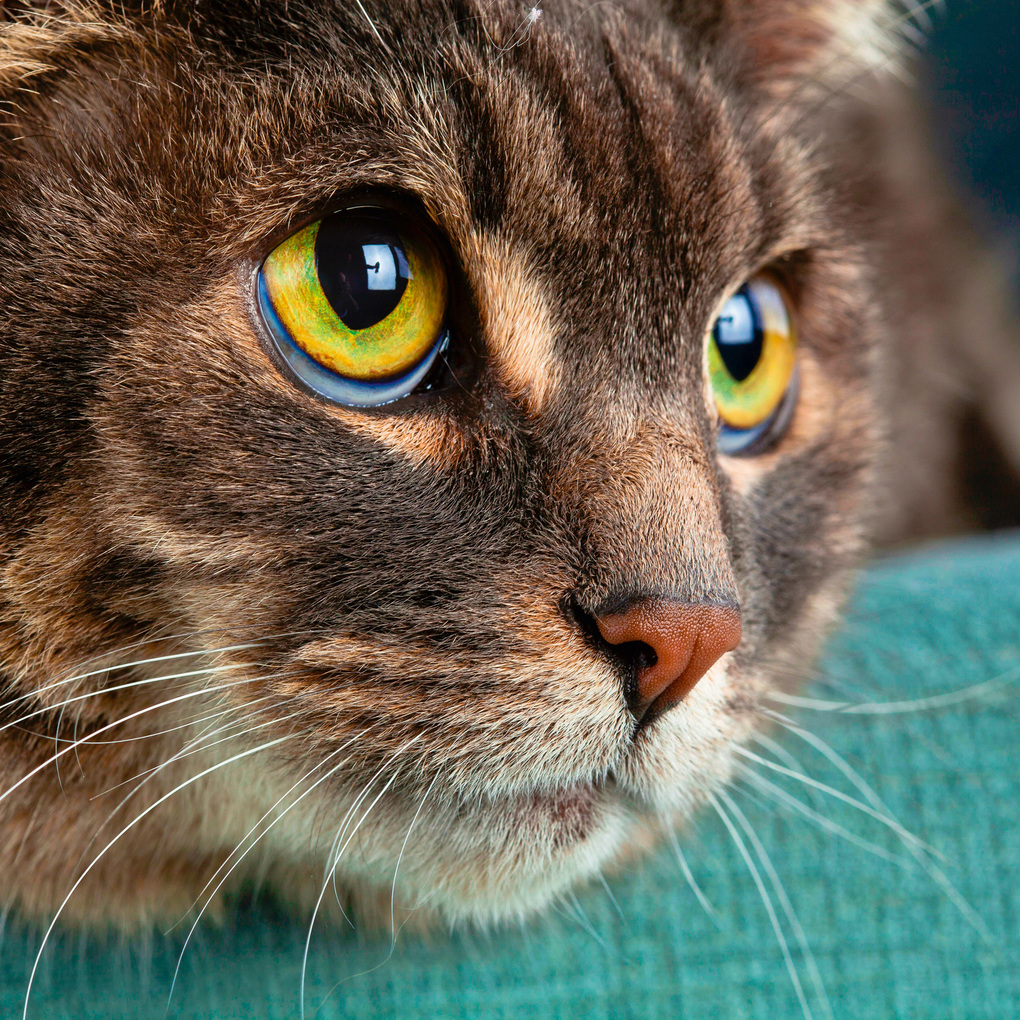 Weitere Ansicht: Cool Cats 2027