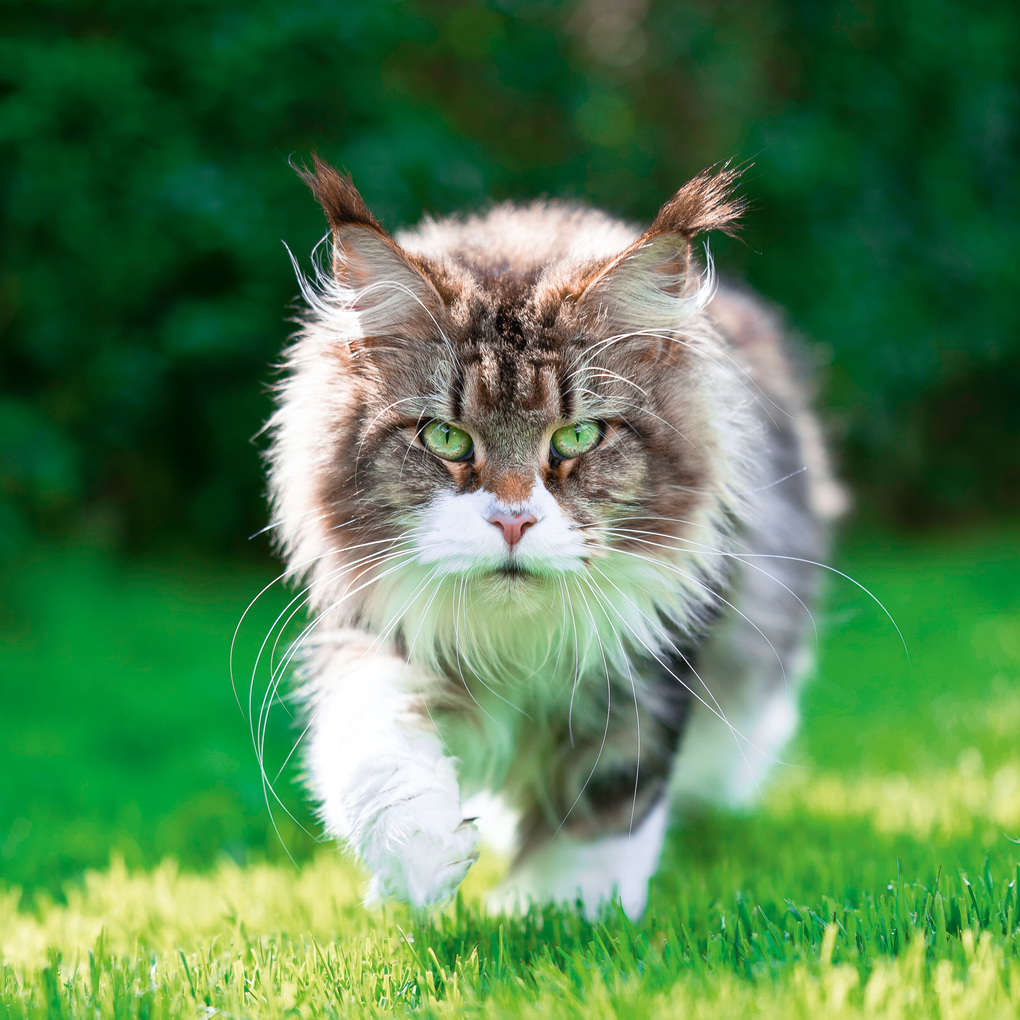 Weitere Ansicht: Cool Cats 2027