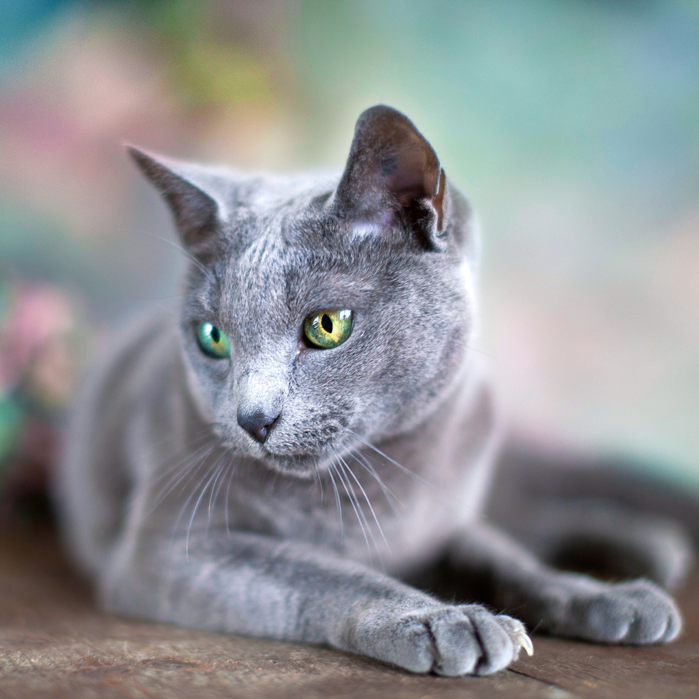 Weitere Ansicht: Cool Cats 2027