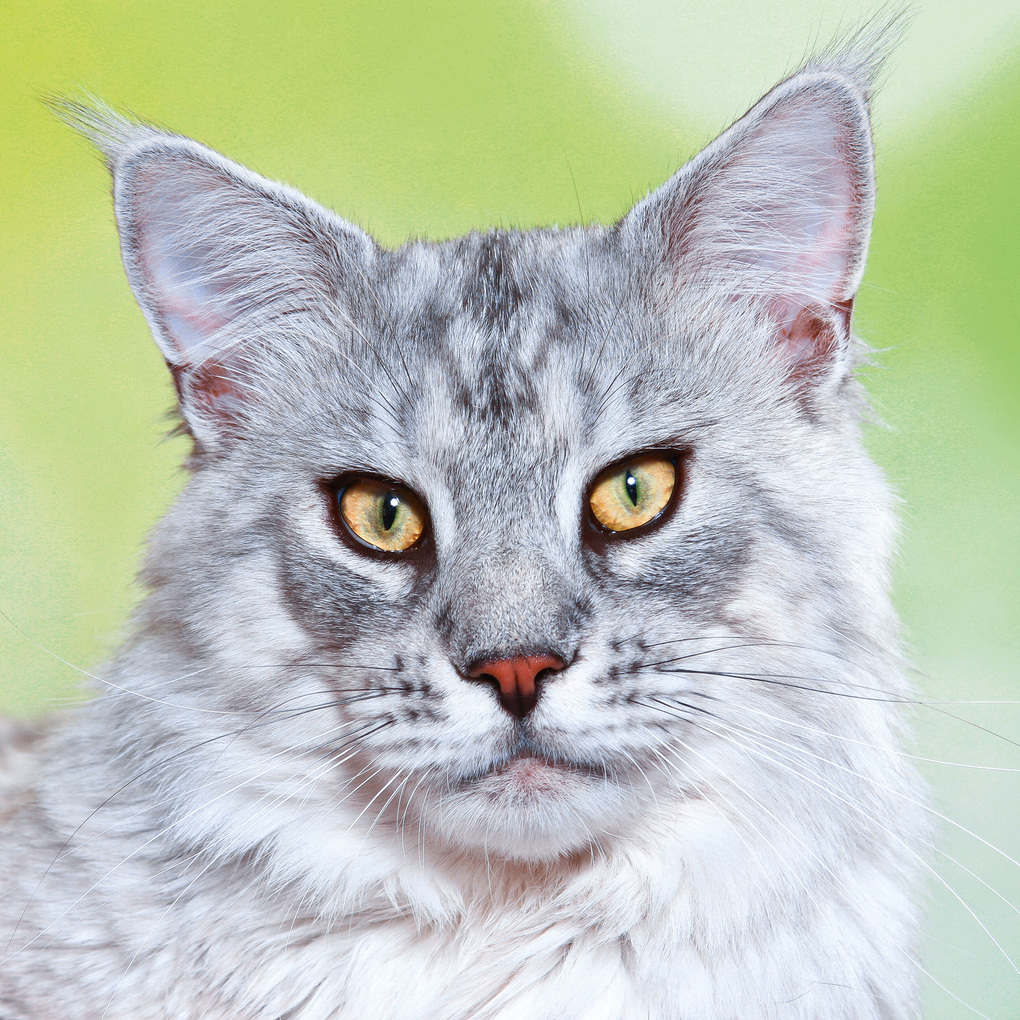 Weitere Ansicht: Cool Cats 2027