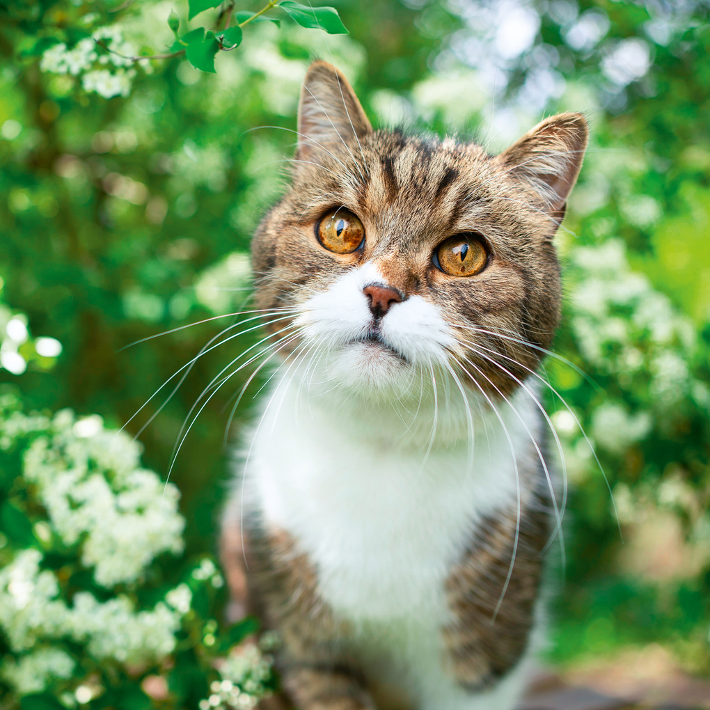 Weitere Ansicht: Cool Cats 2027