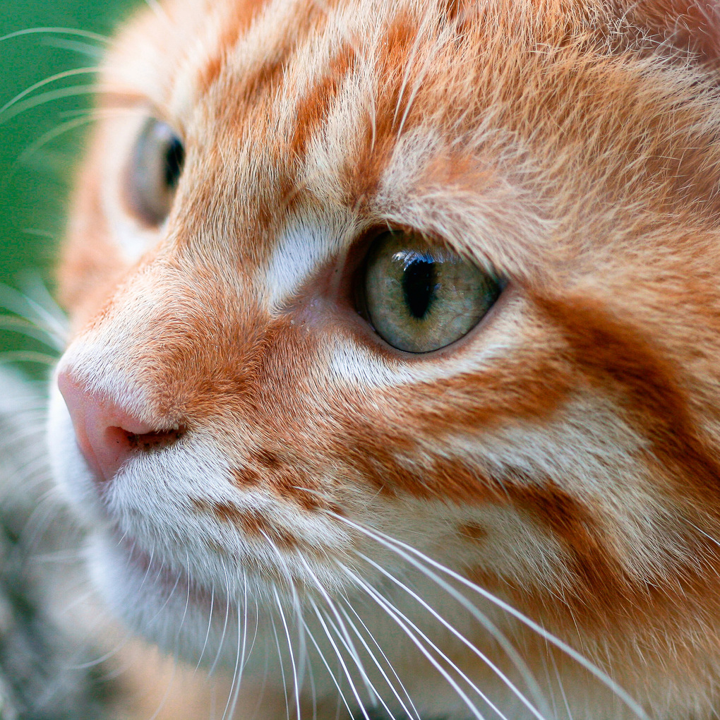 Weitere Ansicht: Cool Cats 2027