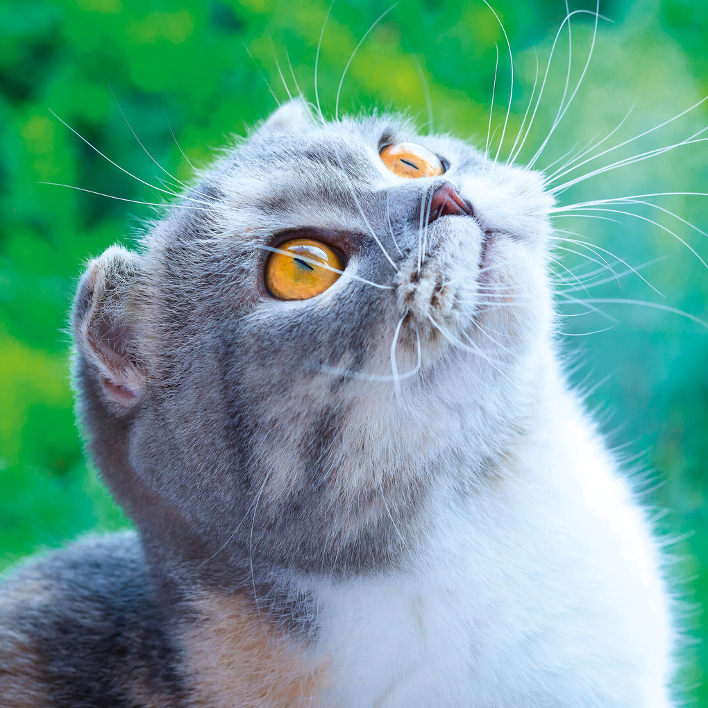 Weitere Ansicht: Cool Cats 2027