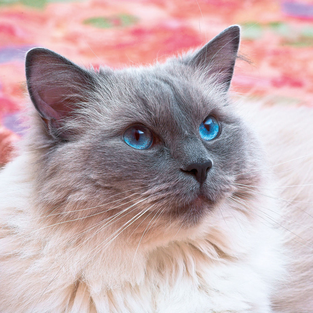 Weitere Ansicht: Cool Cats 2027