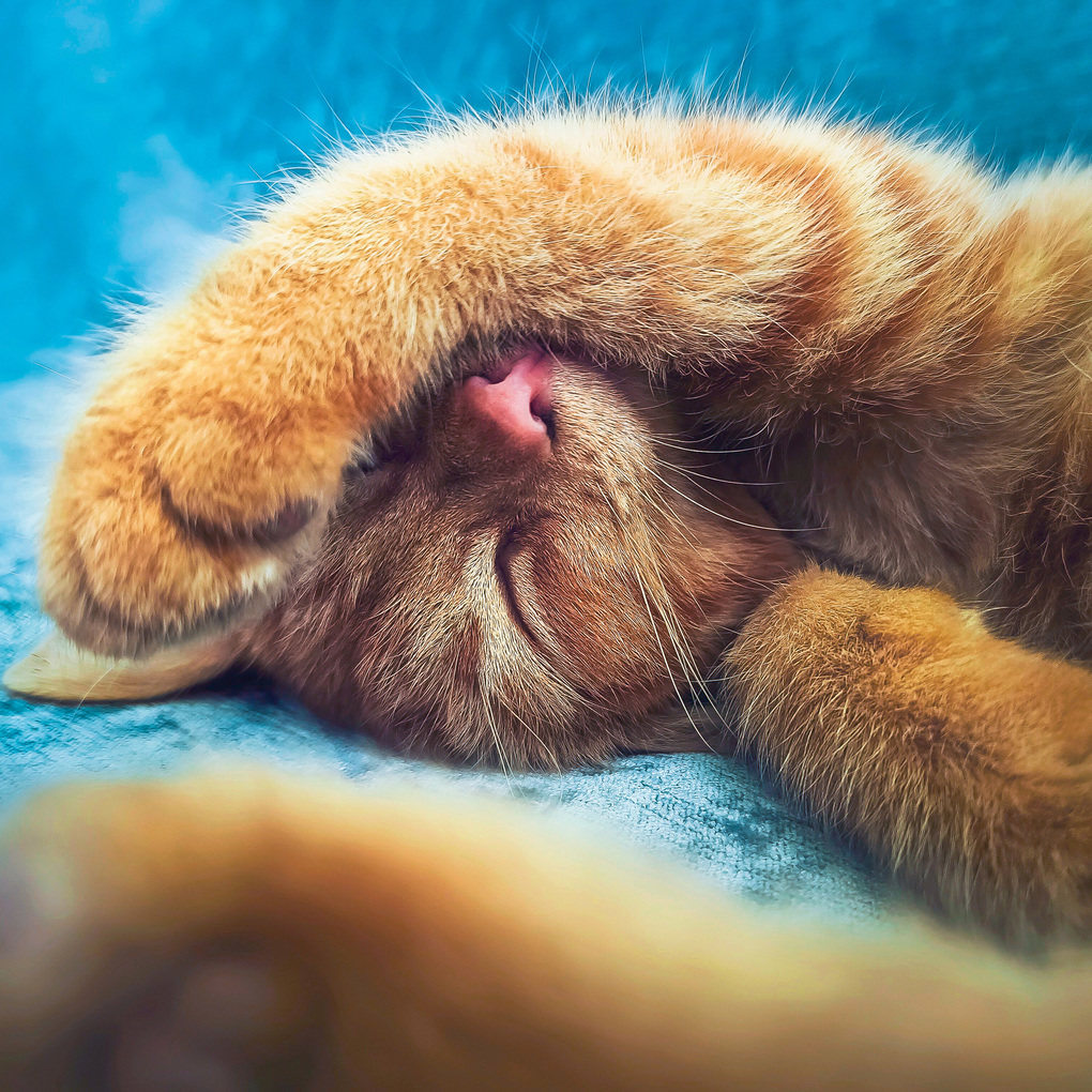 Weitere Ansicht: Cool Cats 2027