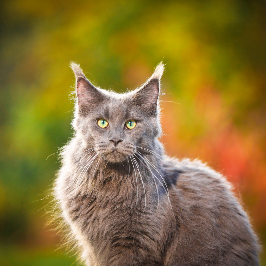 Weitere Ansicht: Cool Cats 2027
