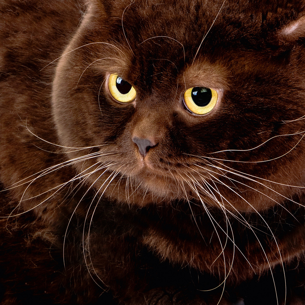 Weitere Ansicht: Cool Cats 2027