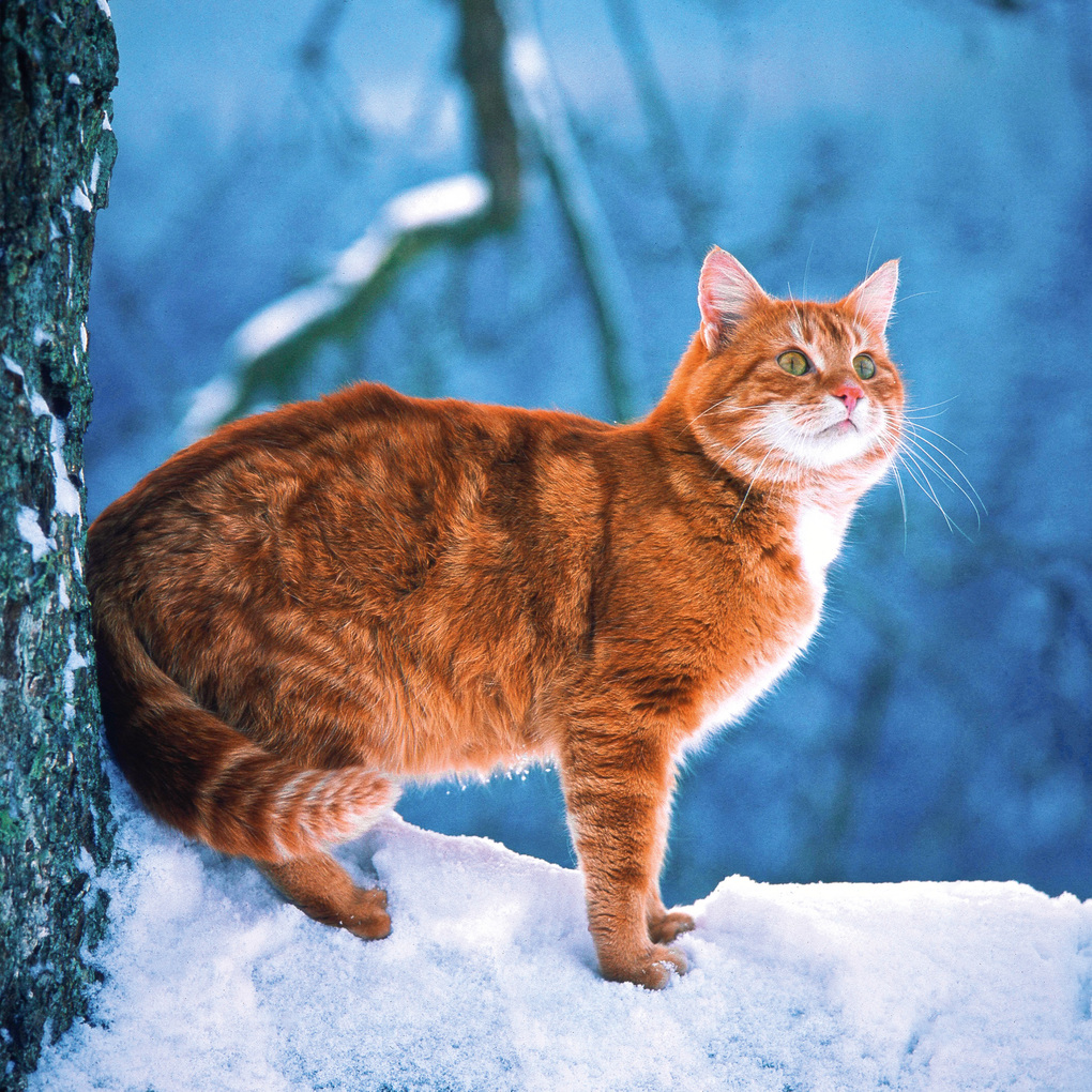 Weitere Ansicht: Cool Cats 2027
