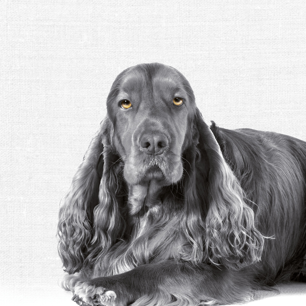 Weitere Ansicht: Animal Portraits 2027
