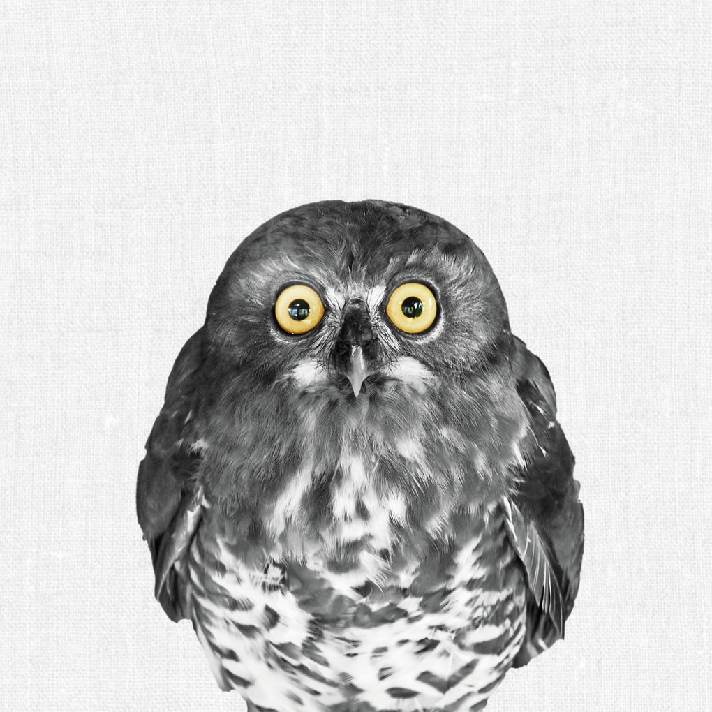 Weitere Ansicht: Animal Portraits 2027