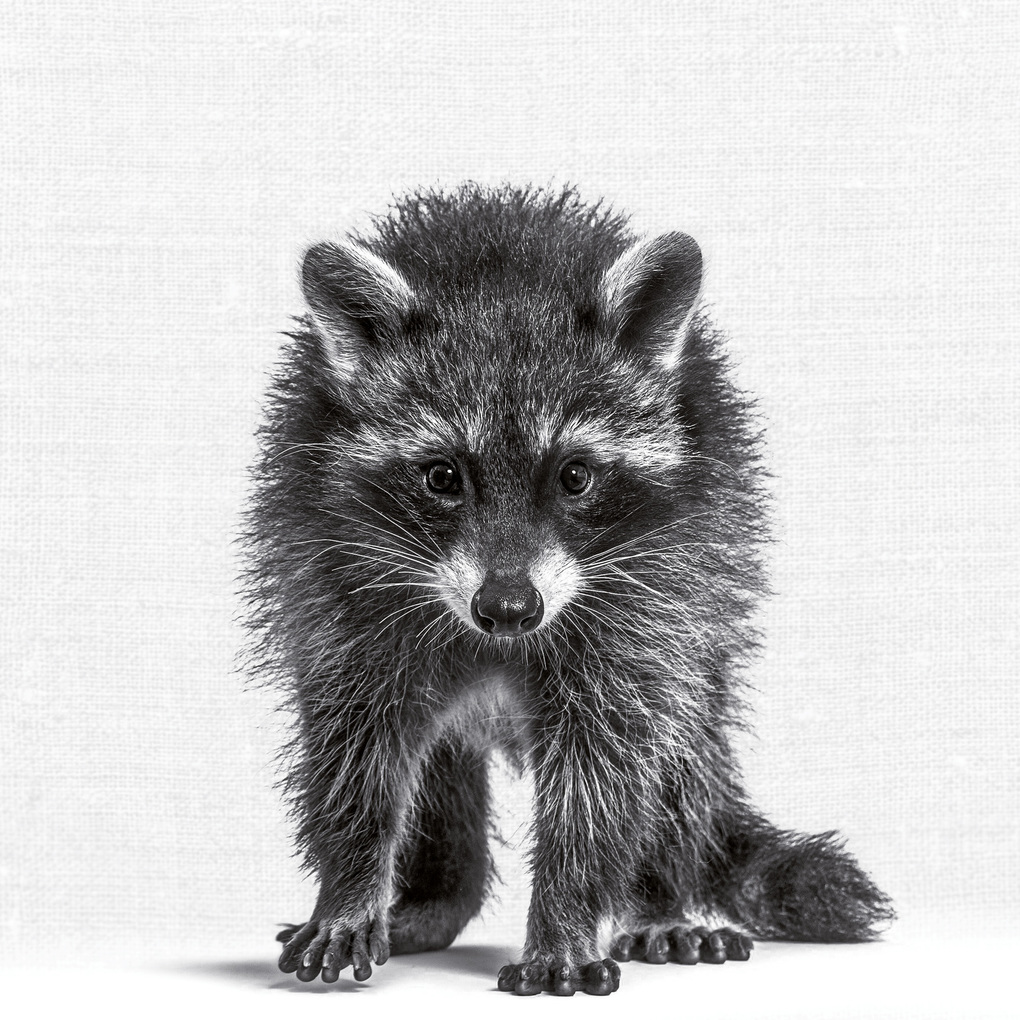 Weitere Ansicht: Animal Portraits 2027