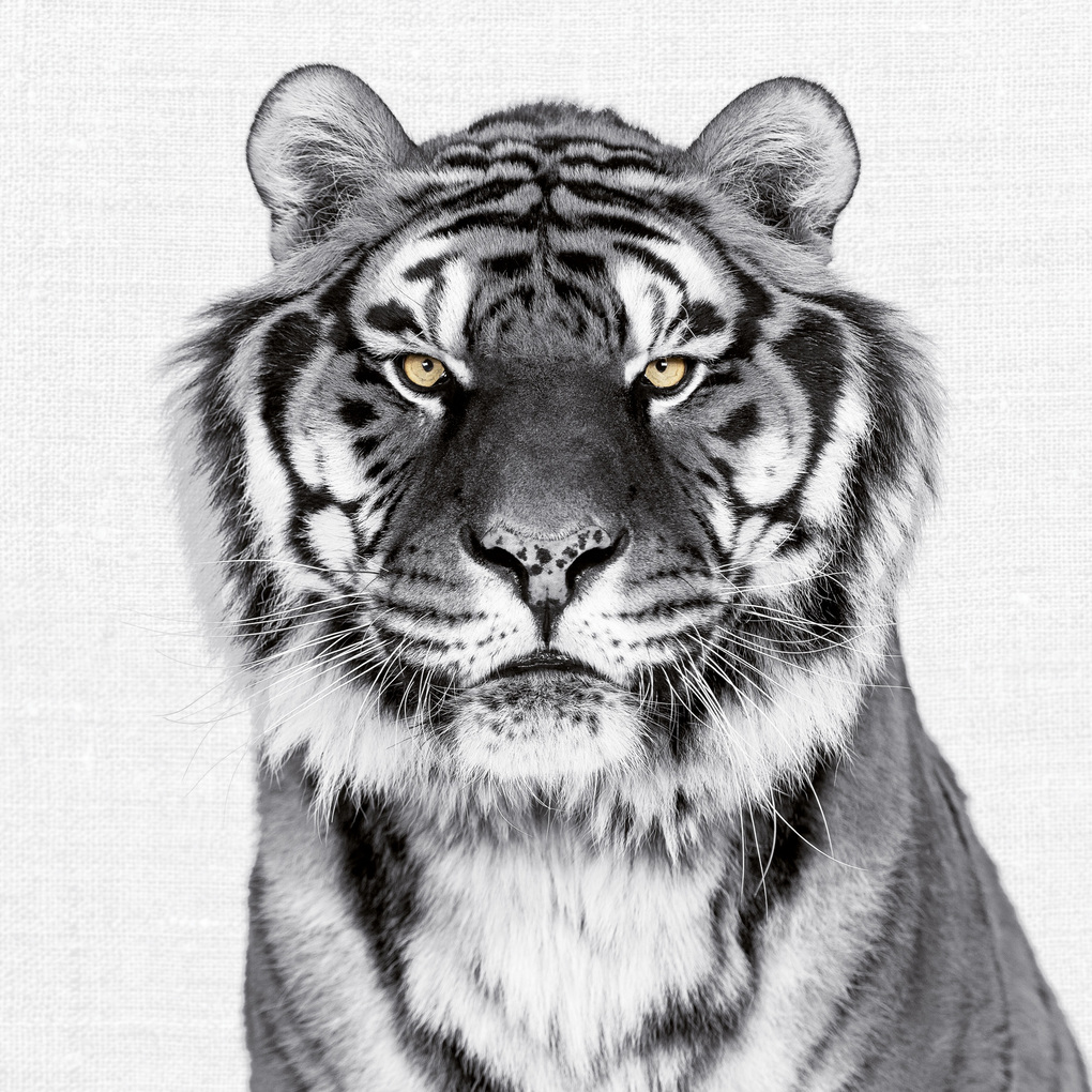 Weitere Ansicht: Animal Portraits 2027