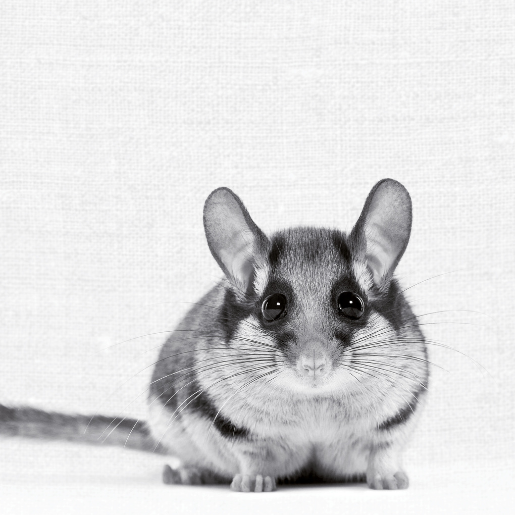 Weitere Ansicht: Animal Portraits 2027