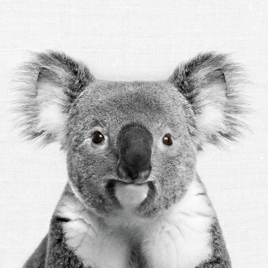 Weitere Ansicht: Animal Portraits 2027