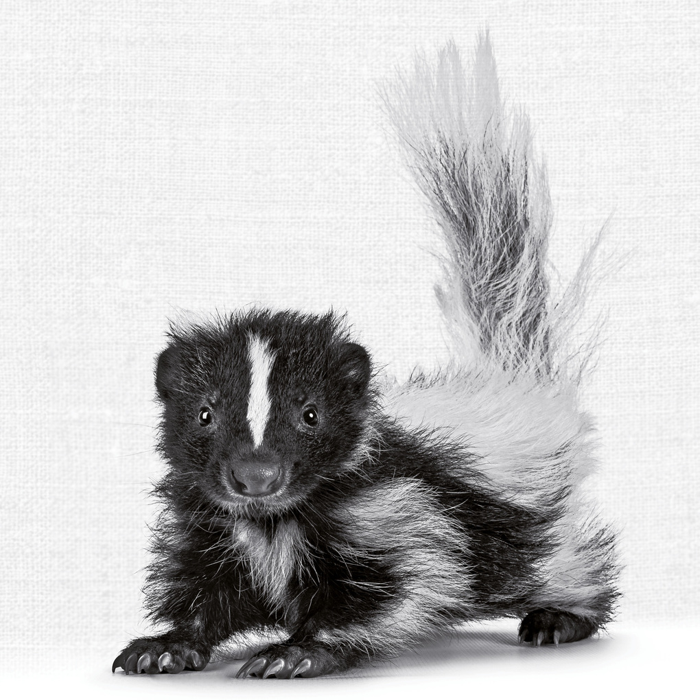 Weitere Ansicht: Animal Portraits 2027