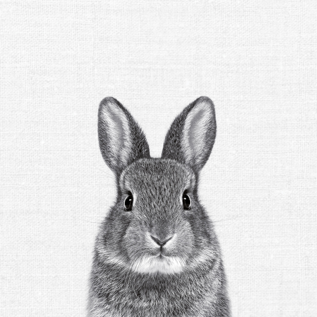 Weitere Ansicht: Animal Portraits 2027