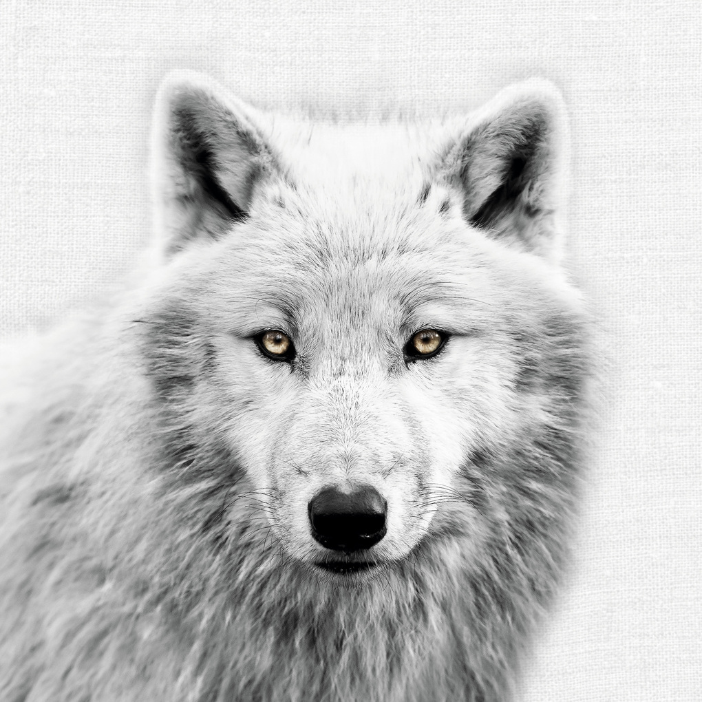 Weitere Ansicht: Animal Portraits 2027