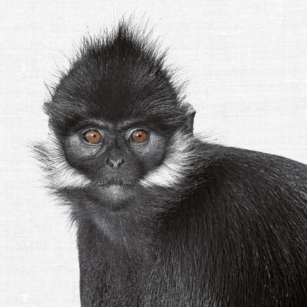 Weitere Ansicht: Animal Portraits 2027