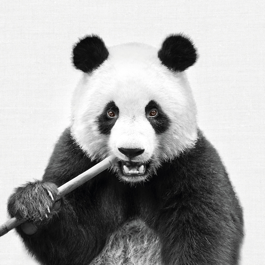Weitere Ansicht: Animal Portraits 2027