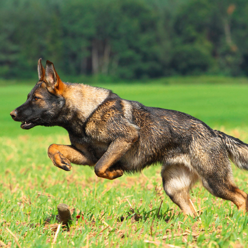 Weitere Ansicht: Dogs 2027