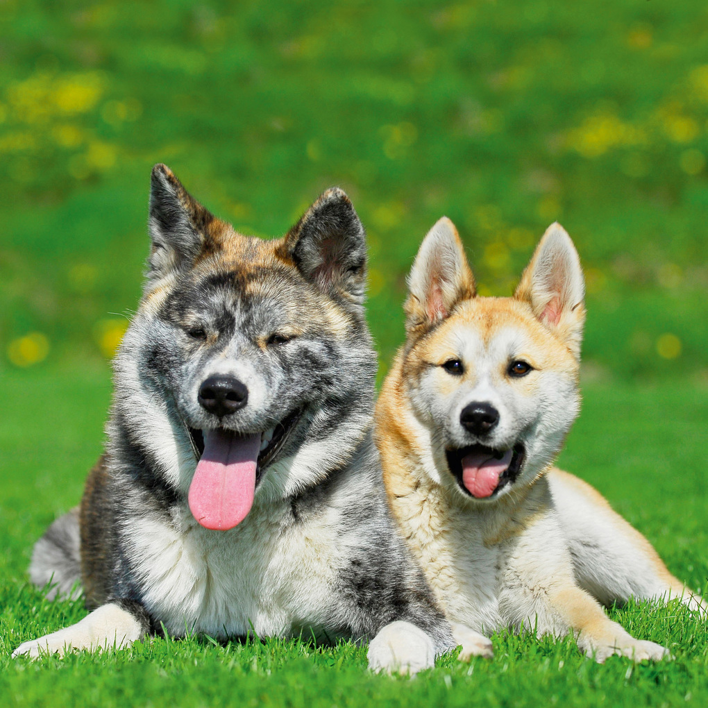 Weitere Ansicht: Dogs 2027