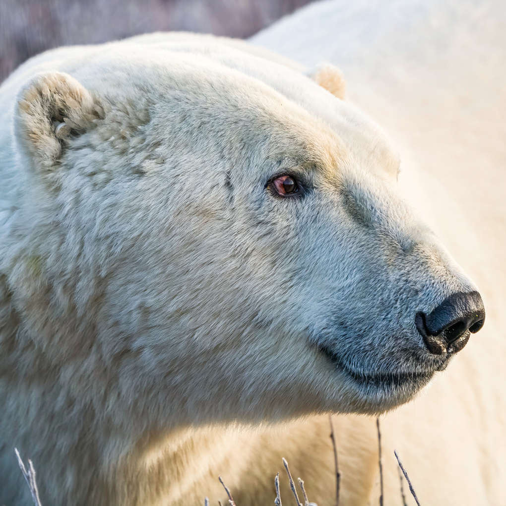 Weitere Ansicht: Bears 2027