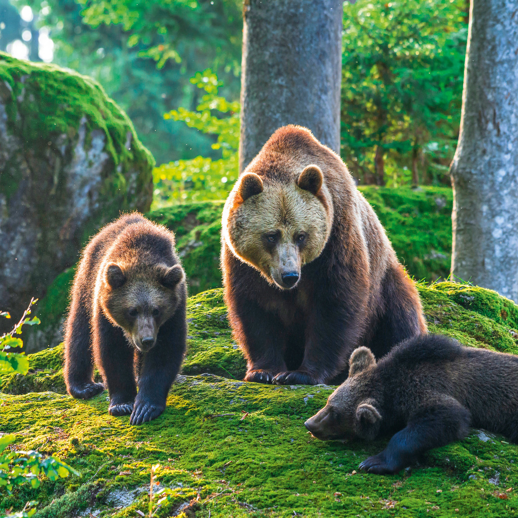 Weitere Ansicht: Bears 2027
