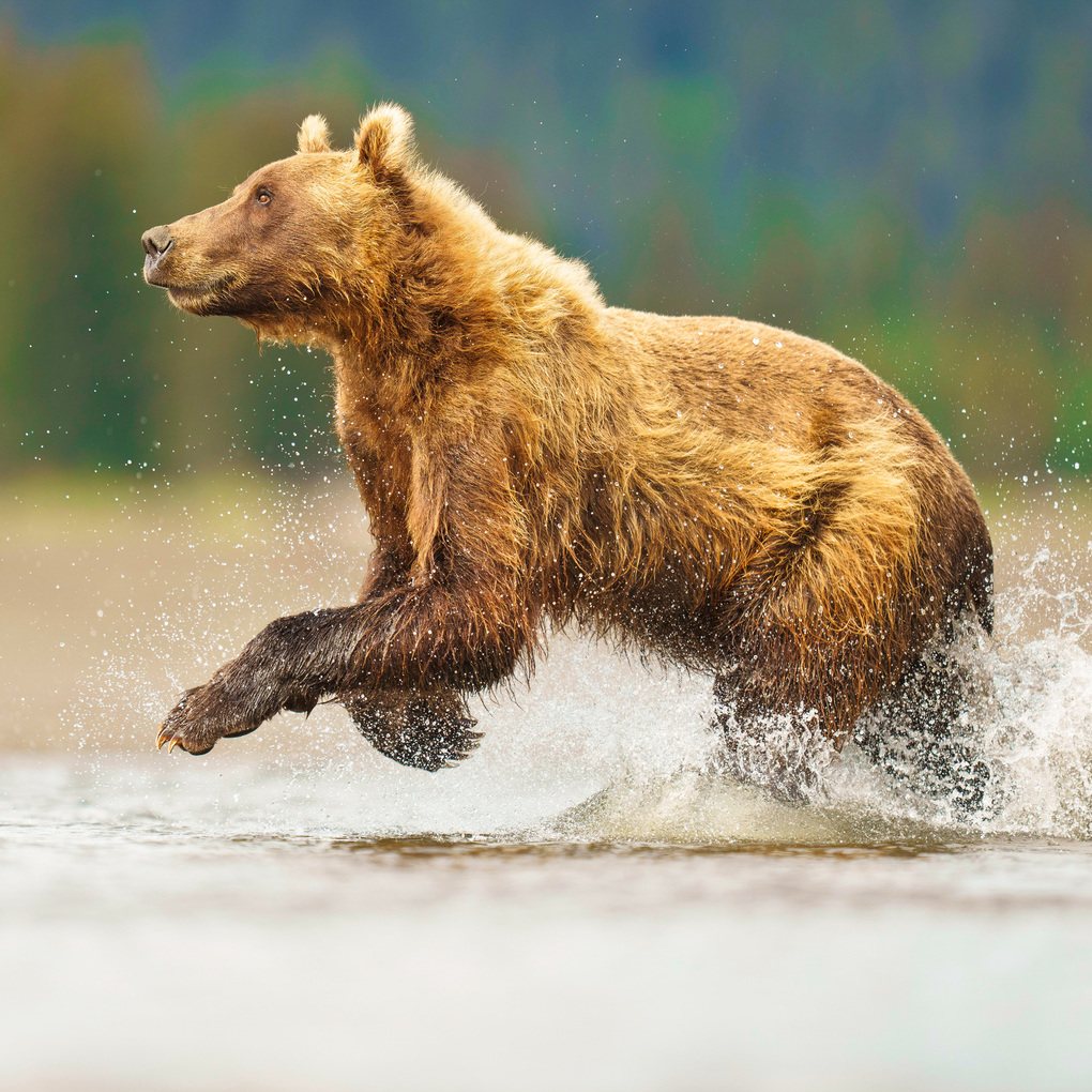 Weitere Ansicht: Bears 2027
