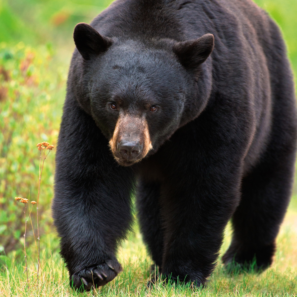 Weitere Ansicht: Bears 2027