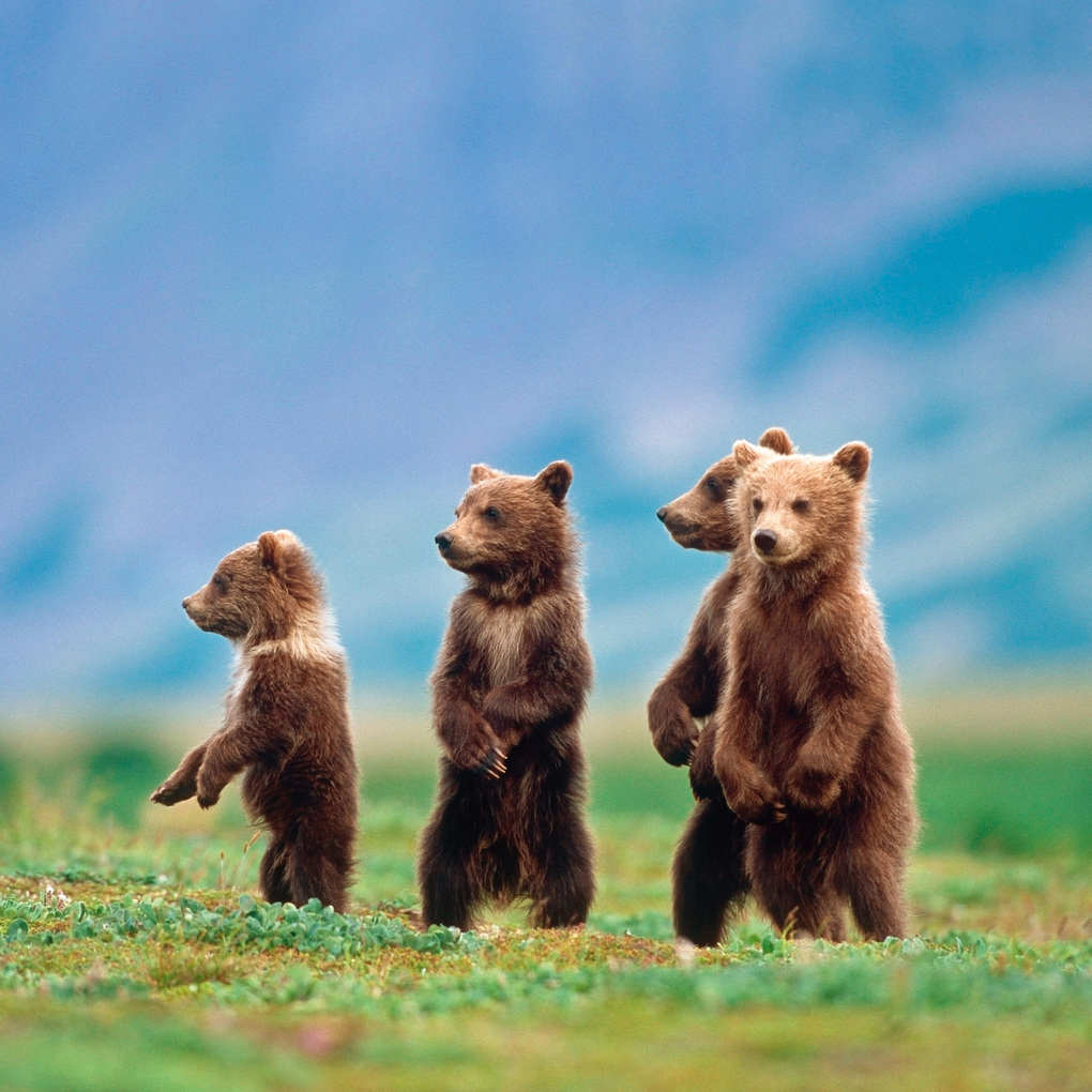 Weitere Ansicht: Bears 2027