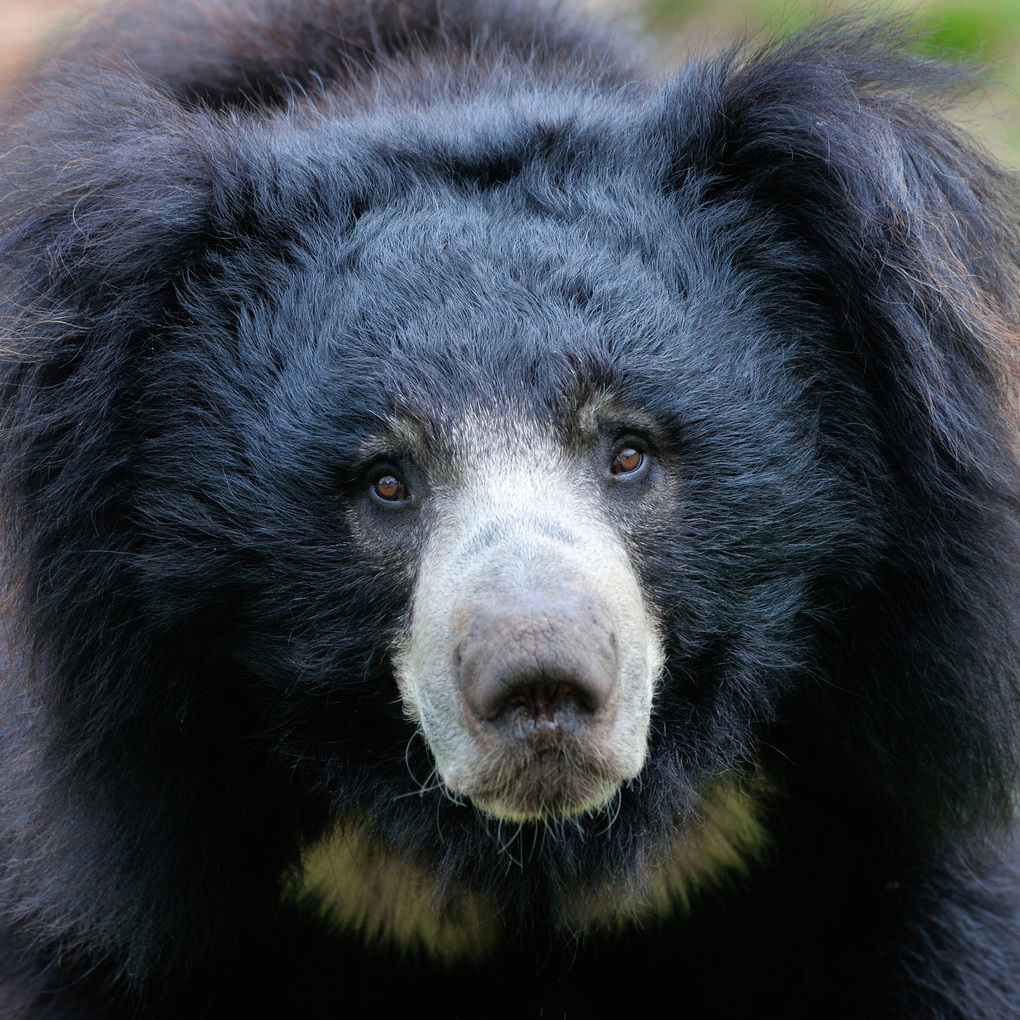 Weitere Ansicht: Bears 2027