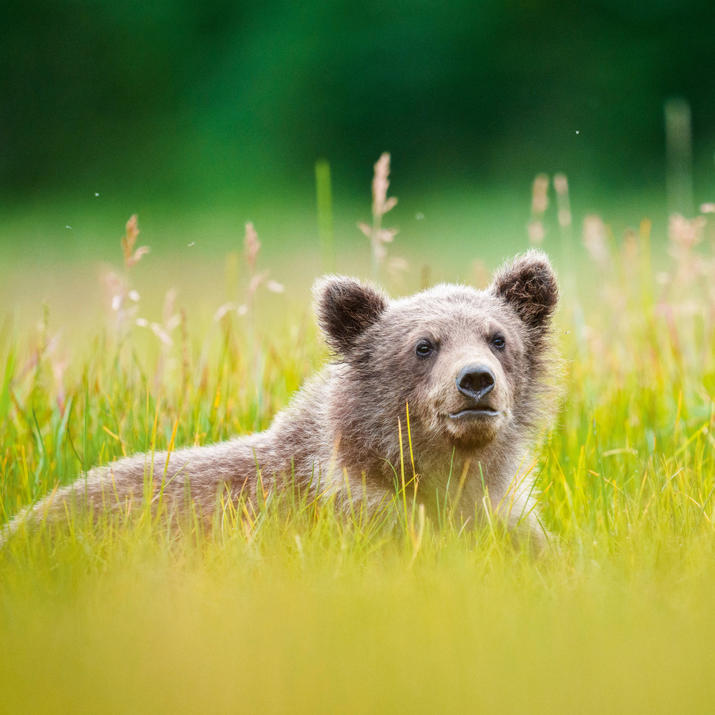 Weitere Ansicht: Bears 2027