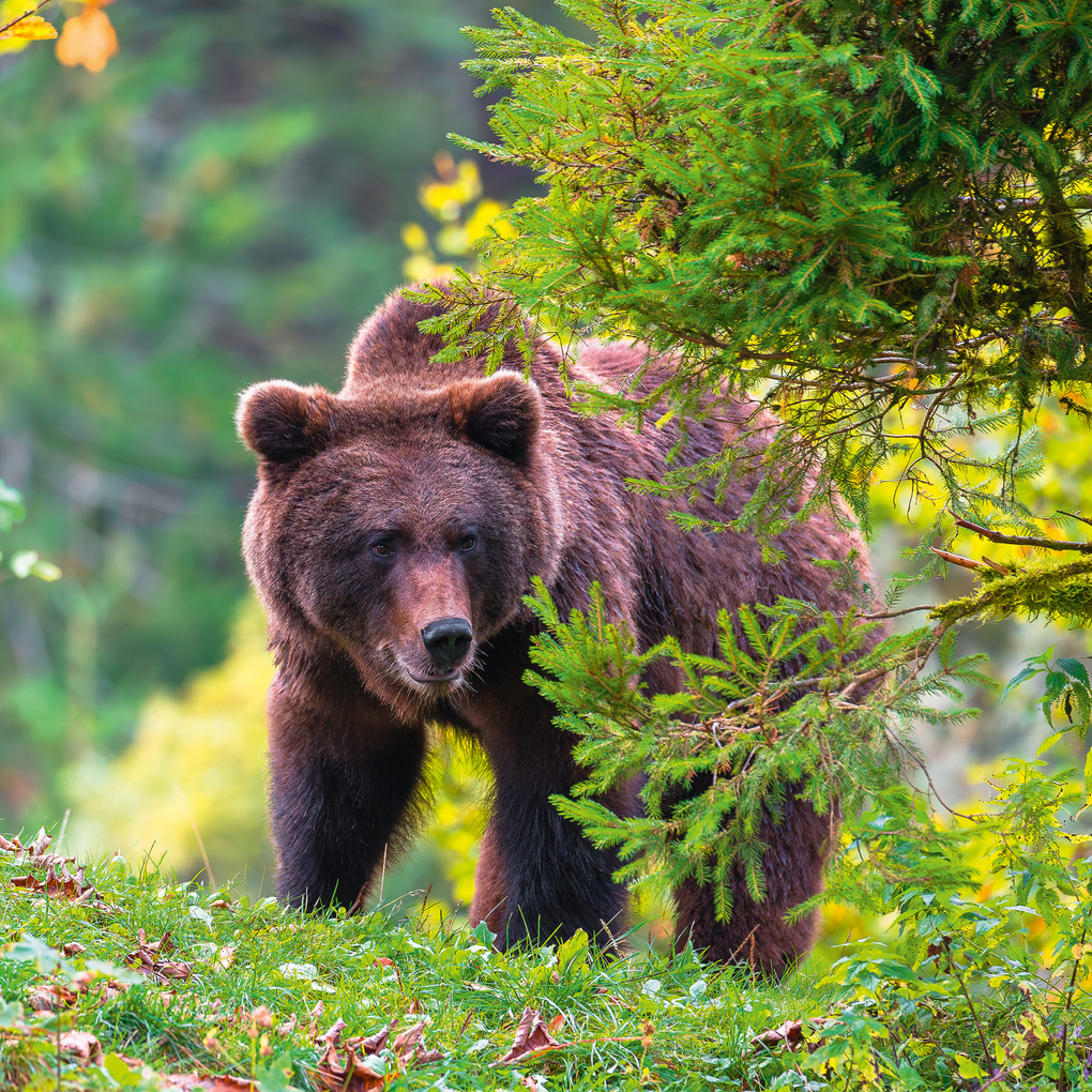 Weitere Ansicht: Bears 2027