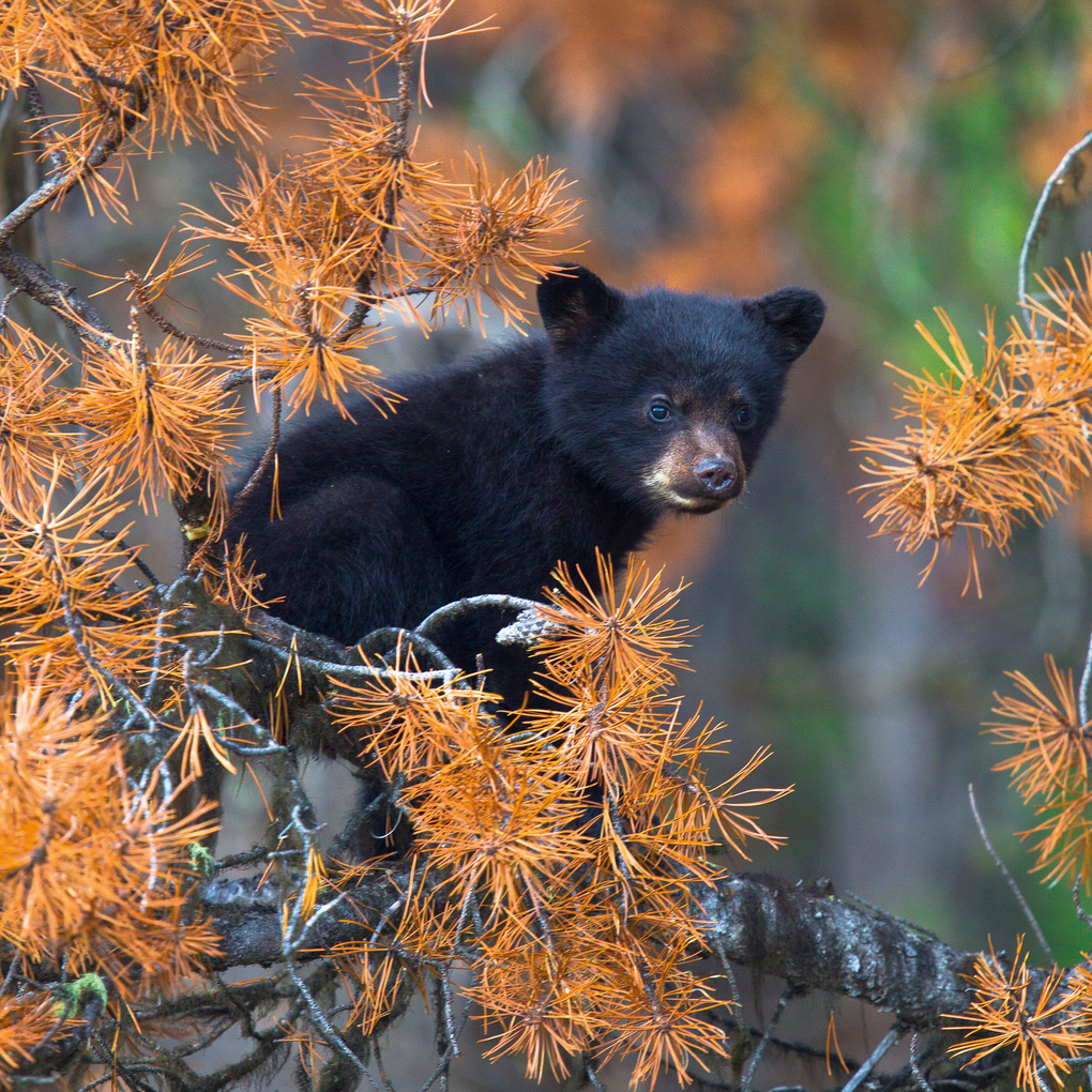 Weitere Ansicht: Bears 2027