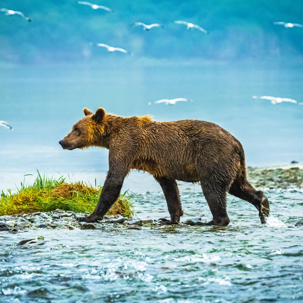 Weitere Ansicht: Bears 2027
