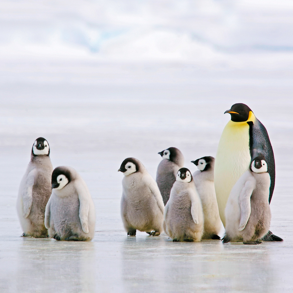 Weitere Ansicht: Penguins 2027