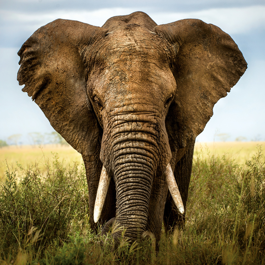 Weitere Ansicht: African Wildlife 2027