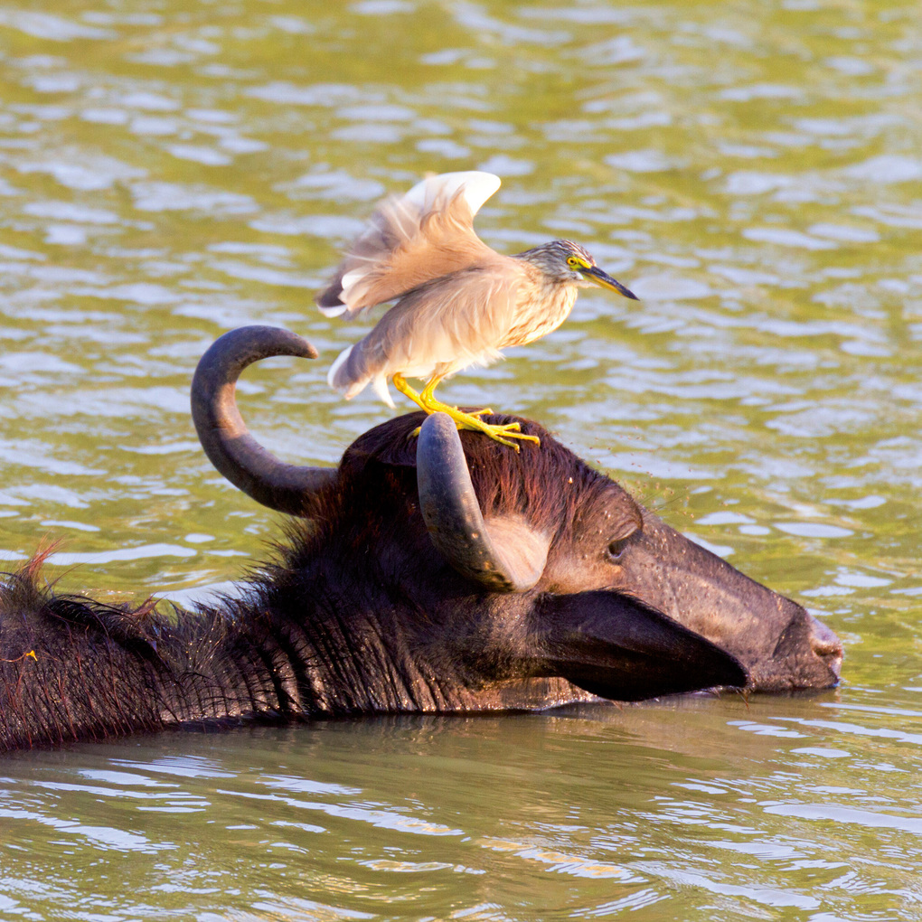 Weitere Ansicht: African Wildlife 2027